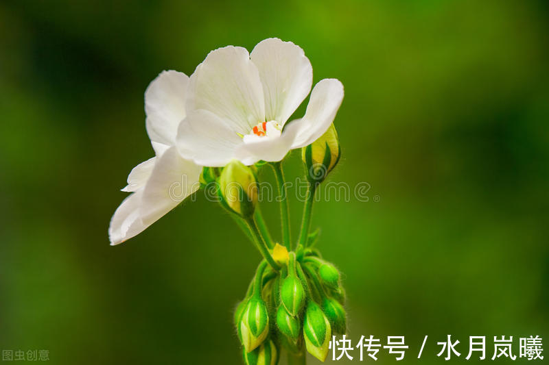 把酒问青天|宁肯媚晚凉，清风匝地随，一抹烟雨红尘事，半盏清欢岁月情