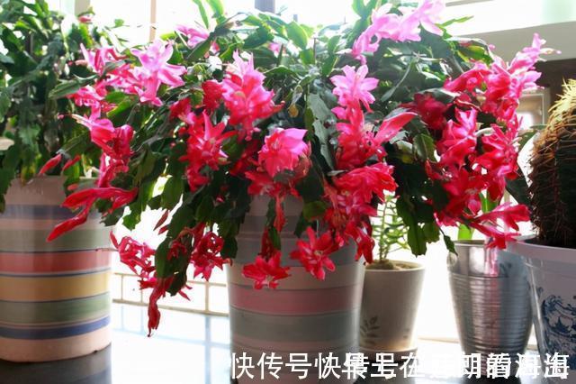 天冷|天冷了,15种漂亮花喜欢“大太阳”,多晒长得壮,花更多