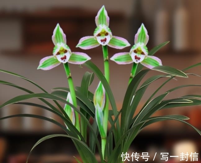 双色|极为少见的多色兰花,金边线艺,花香醉人,引得很多养花人喜爱它