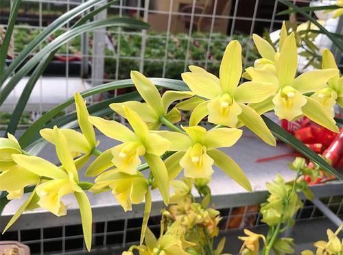 翡翠|比翡翠还绿的兰花,花色多变,香味持久,种植容易,是养兰人首选