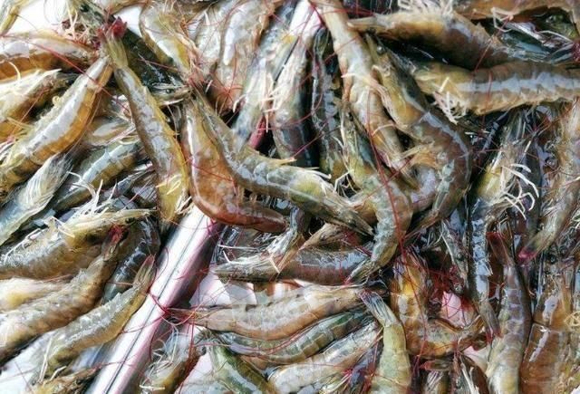  老板|海鲜市场3种“最坑”的海鲜，价格便宜外表诱人，老板我都不吃