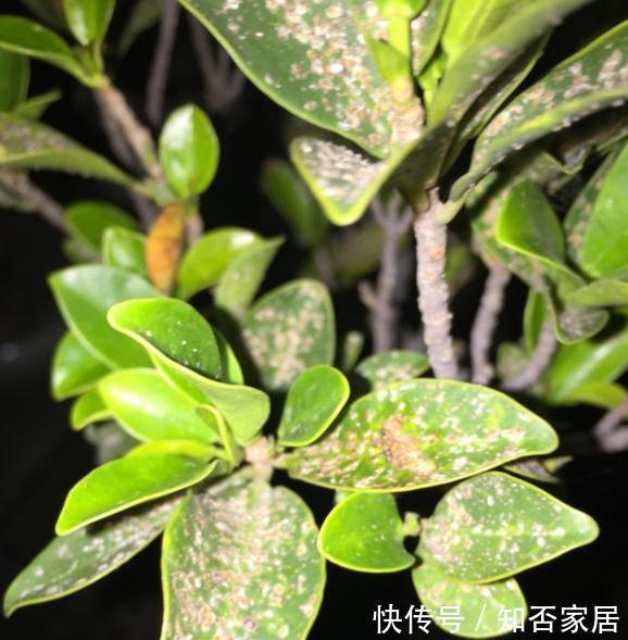 根系|如何养好榕树盆景，才能让它树形美观，叶色墨绿，不掉叶