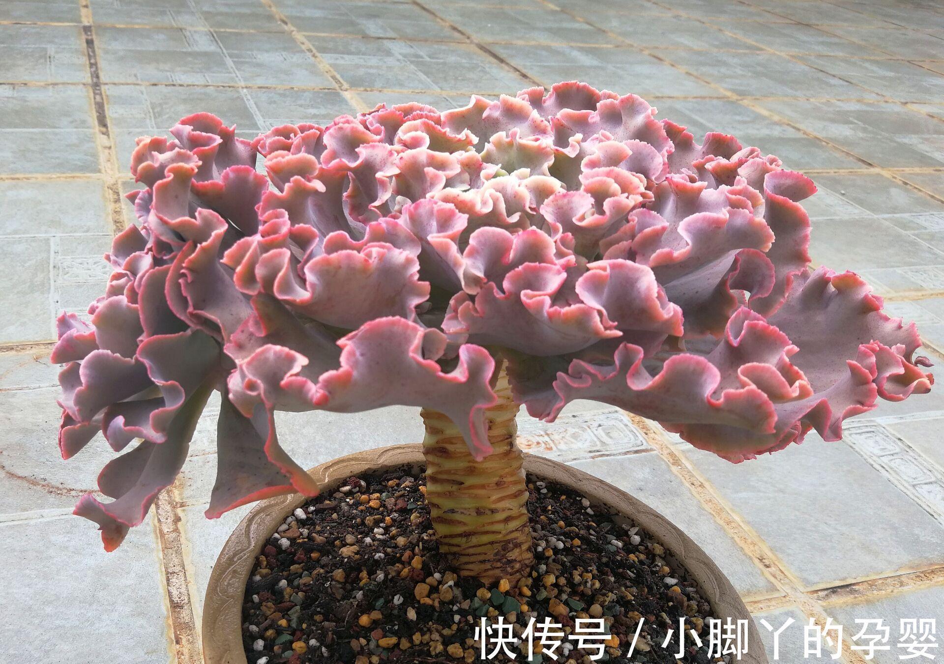 那些你可能不知道的多肉植物小秘密