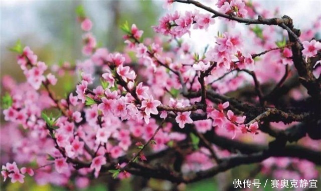 诗经桃花,桃之夭夭,灼灼其华,夭夭是什么意思?