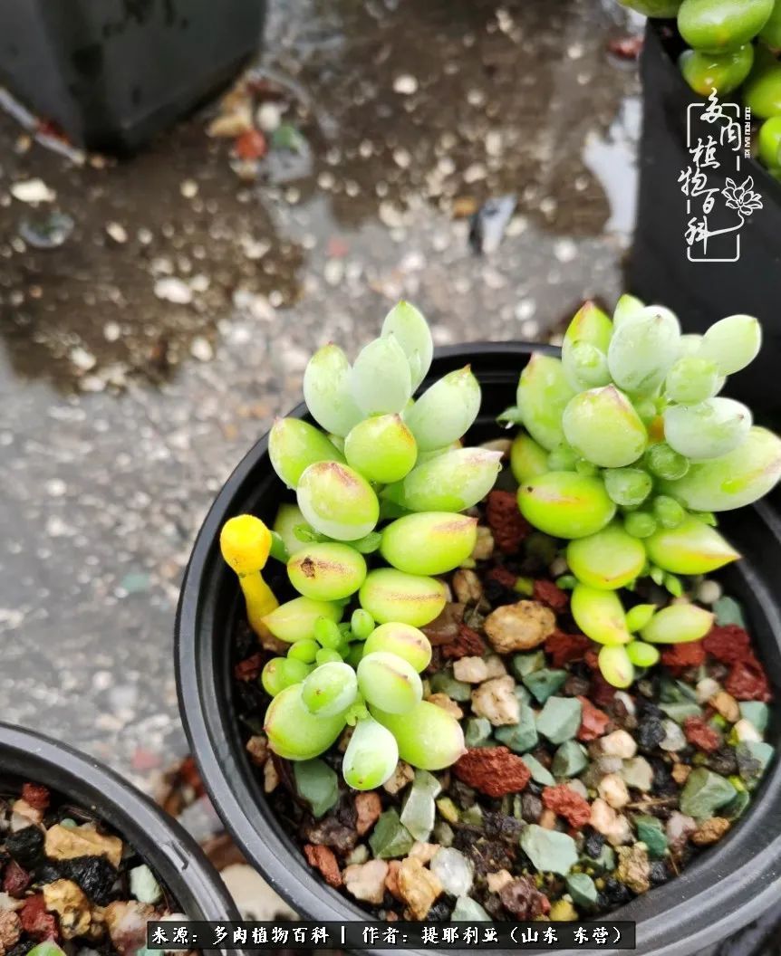 多肉植物|人如多肉，经阳光雨露历练后，亦会越挫越勇！
