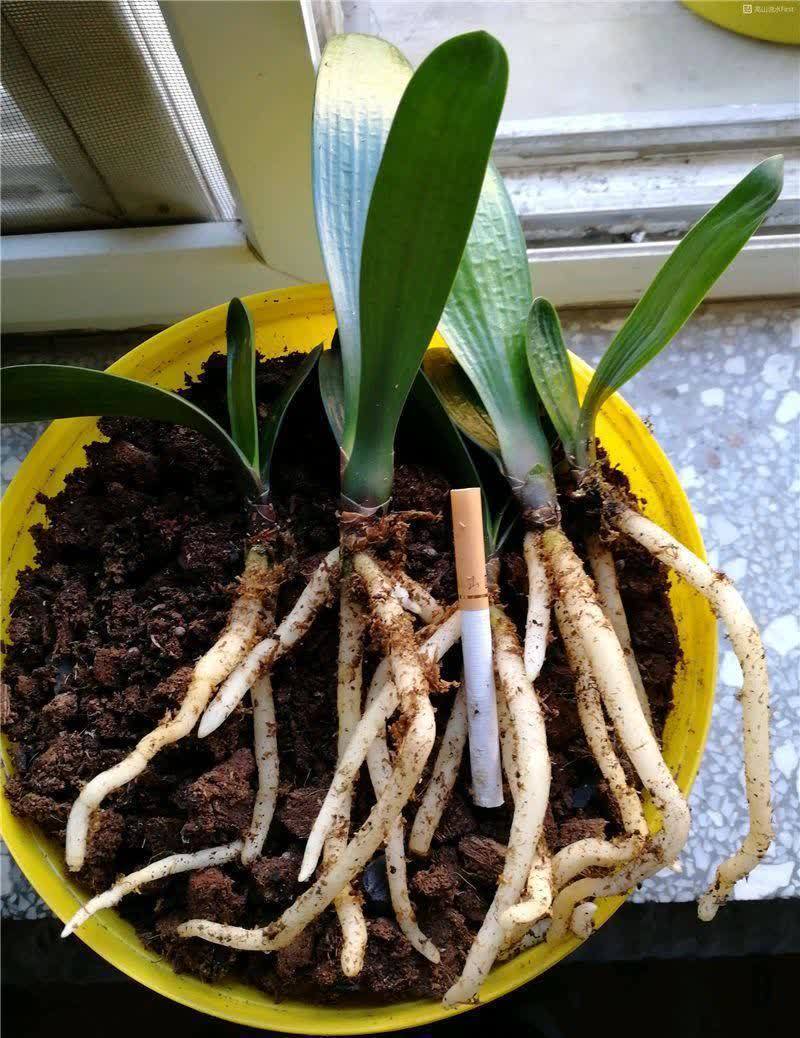 根系|养花遇到这3种情况，该给花草换土了，注意这些细节