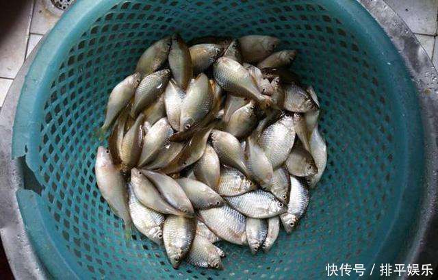 小时候最讨厌钓到鳑鲏鱼,离水几分钟就会烂肚子