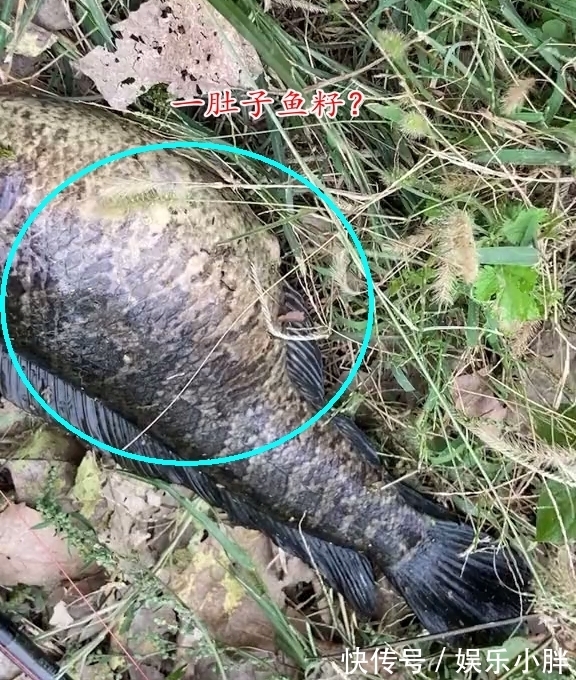 这鱼吃不得?广州钓友钓了条大黑鱼,钓友:越看越奇怪,赶紧丢了