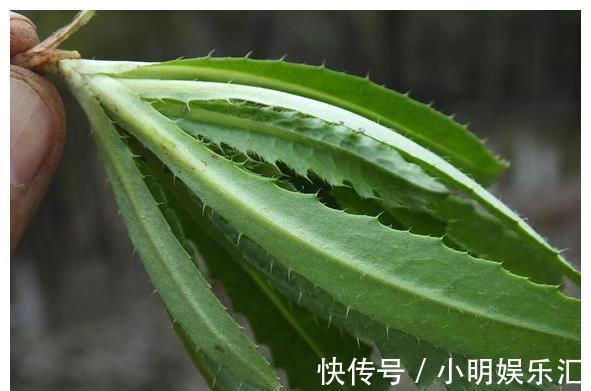采摘|长在路边的20种杂草可以当作野菜食用,你认识几种?