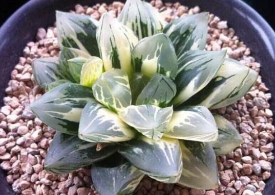 办公室养多肉,盆栽这5款,不怕采光差、难看、一盆不剩!