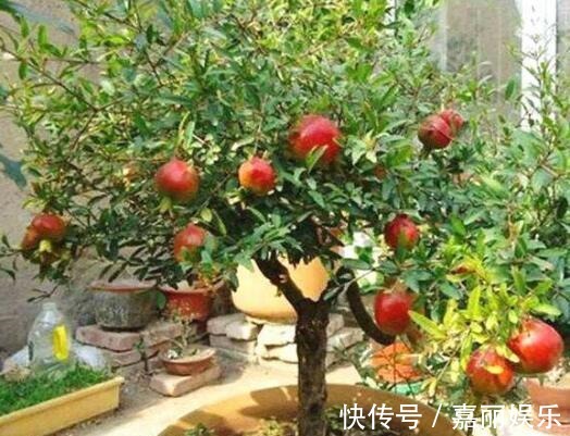 盆栽石榴如何修剪1个修剪小技巧,株型美如盆景,果子多又大