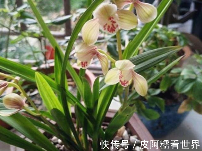 植株|新手秋天养兰花,3个浇水要点要谨记,做好了根壮叶旺开花美