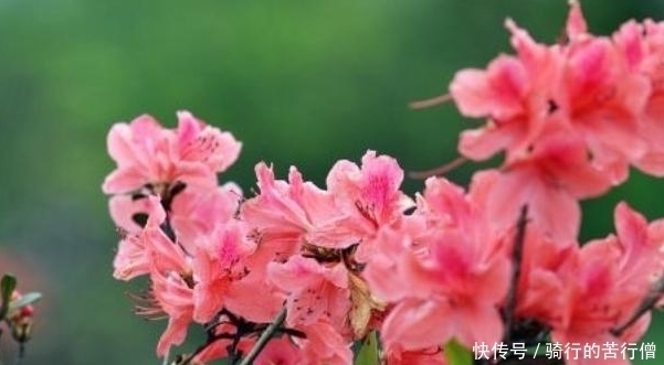 3月10日是什么星座男