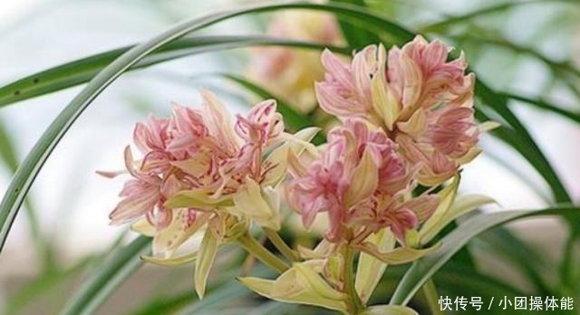 再忙也要养盆它,多瓣奇花自带香气,越冷越爱开,满屋“喷喷香”!