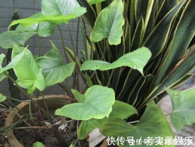 植株|在路旁,有1种“千年健”叶片大,比车前草奇特,更是珍贵、值钱