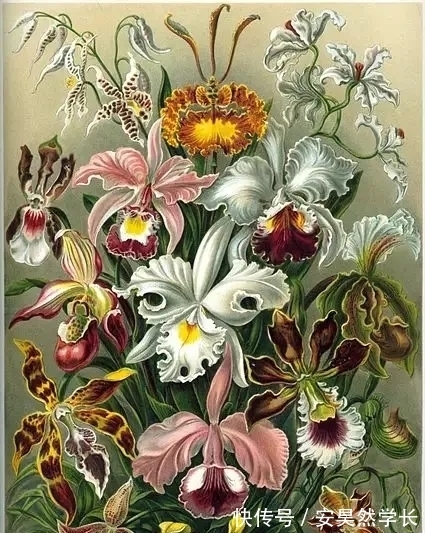 好丑！好臭！你没看错，我说的是兰花