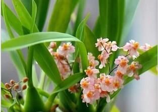 此花文艺漂亮，阳台养一盆，开花美翻了