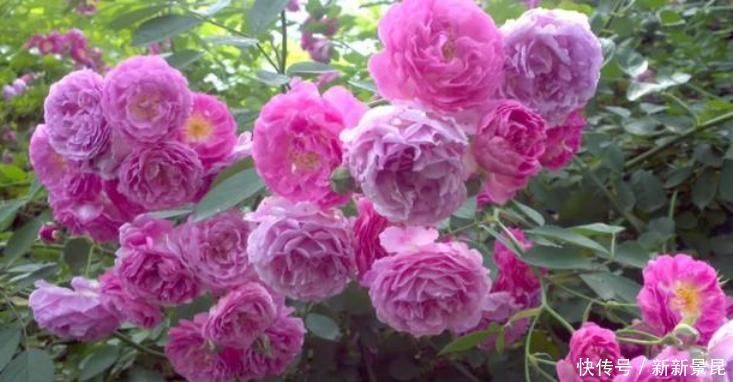 家里养上4种花,全年开花不断,养在阳台,轻松开成花海!