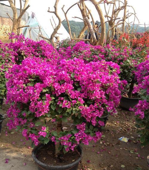 冬天养三角梅,避免3个错误,安全过冬,憋出新芽,养成繁花老桩