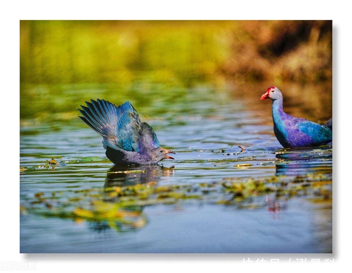 公司|凤求凰婚庆网:5G互联网浪潮来袭