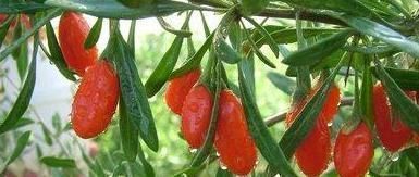 一个月|枸杞泡水清肝明目，好处多多，喝了一个月没效果，原来加错了水