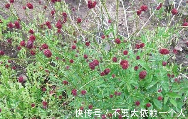 药用价值|这草能长半人高,是极品中药,但农民不识货,常当野草除掉,可惜