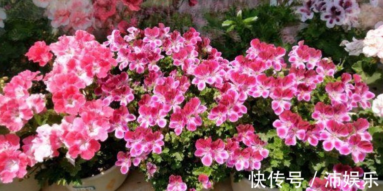 10种天竺葵,花色鲜艳,颜色丰富,每种都超美,你养过几种