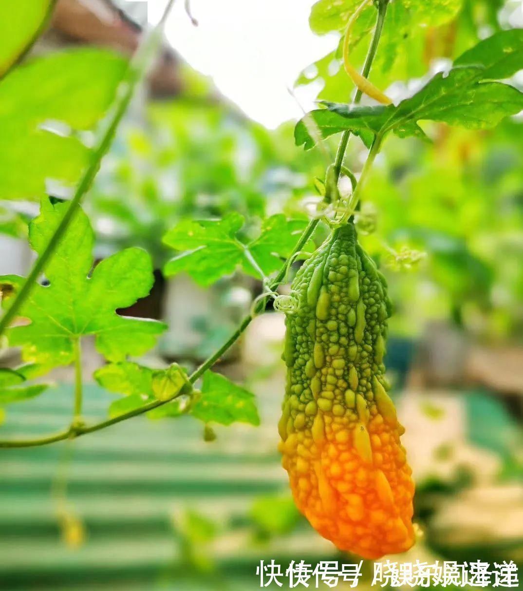 在乡下改造一个小院，种菜养花天天都是乡村田园梦，生活如此惬意