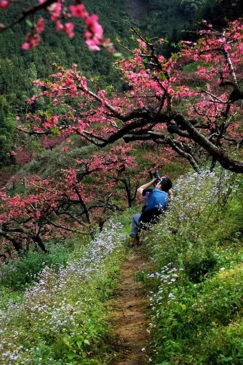 【醉美吕田】黄花风铃璀璨开满山！鹰嘴桃花粉嫩涨满屏！油菜花灿烂铺满地！