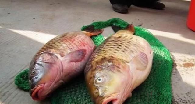 黄河鲤鱼|中国“四大鱼”之一,现在几乎没有人吃,为什么人们不吃呢