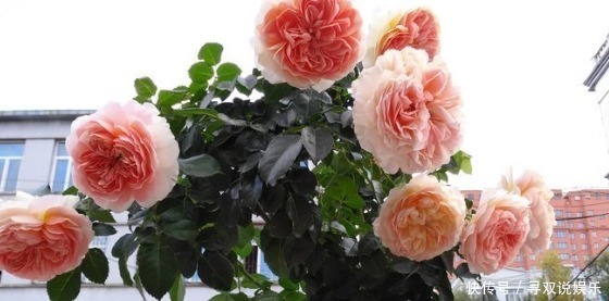 妩媚|新手养护花卉,不如养盆花中精品,妩媚动人,观赏性高的花卉!