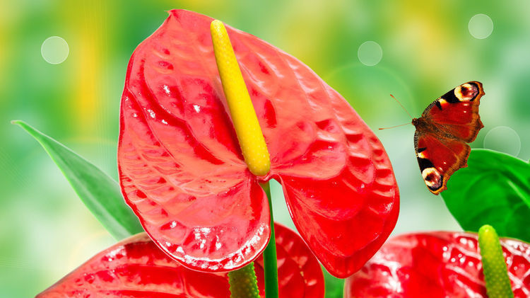 养花就养此3种,耐热耐晒又耐旱,越晒长的越好,开花漂亮能爆盆