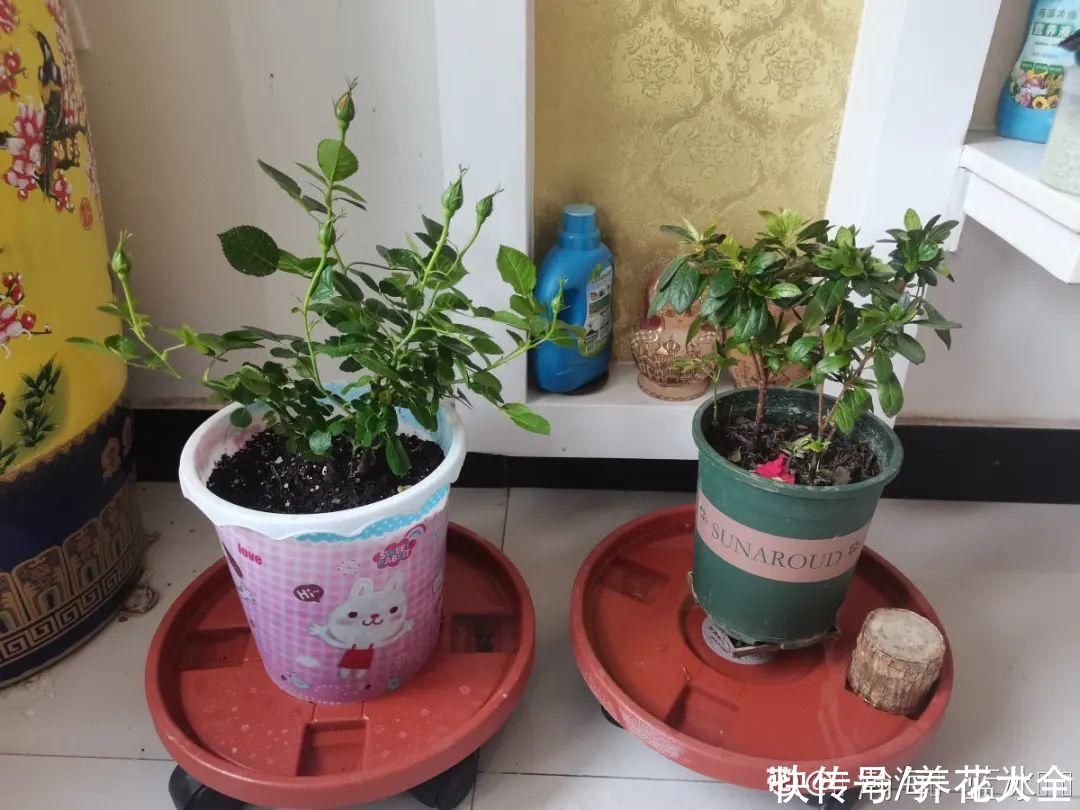天热|养花换个方法,长得更旺,养花杀手必看