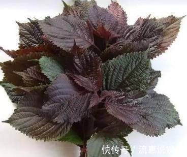 栽培|家里种上这些可食用的香草，一年都可以吃不停，调料钱都能省了！