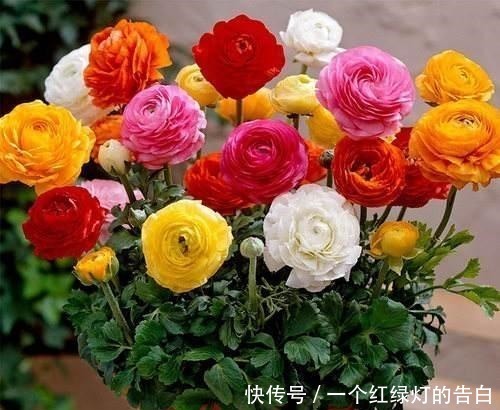 难看的“芹菜叶”开出“牡丹花”，绿萝吊兰栀子花，怎能比得上它！