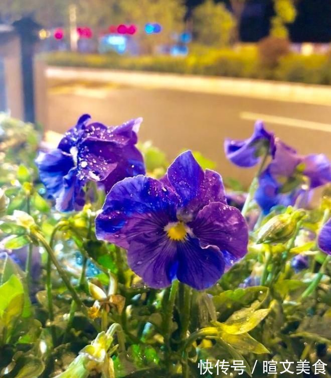 腊梅|下雪才好看的3种花，想让花开的美，别早早搬入室内