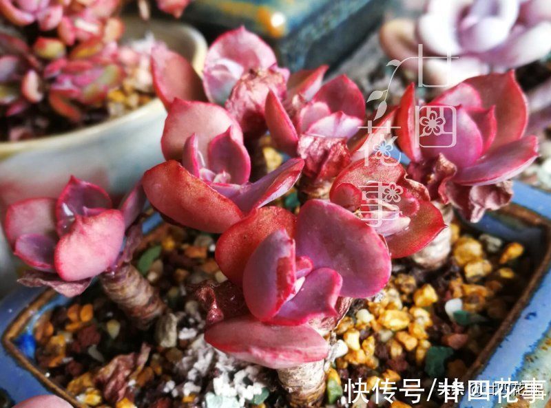 多肉植物|同样的多肉,别人家“美如花”,你的“徒成狗”?3招教你美回来