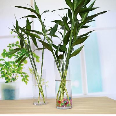 富贵竹不生根这种“液体”泡10天,冒出一圈小白根,再不黄叶