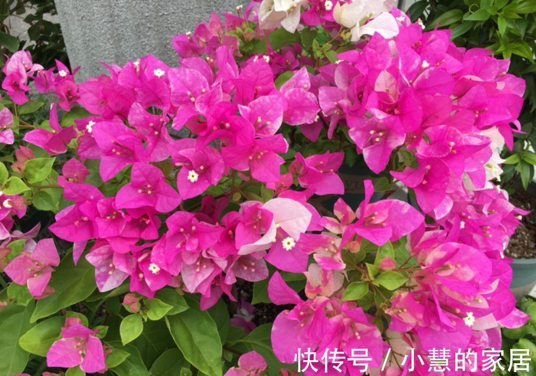 这花再不开，断水7天，杆子长满小花苞