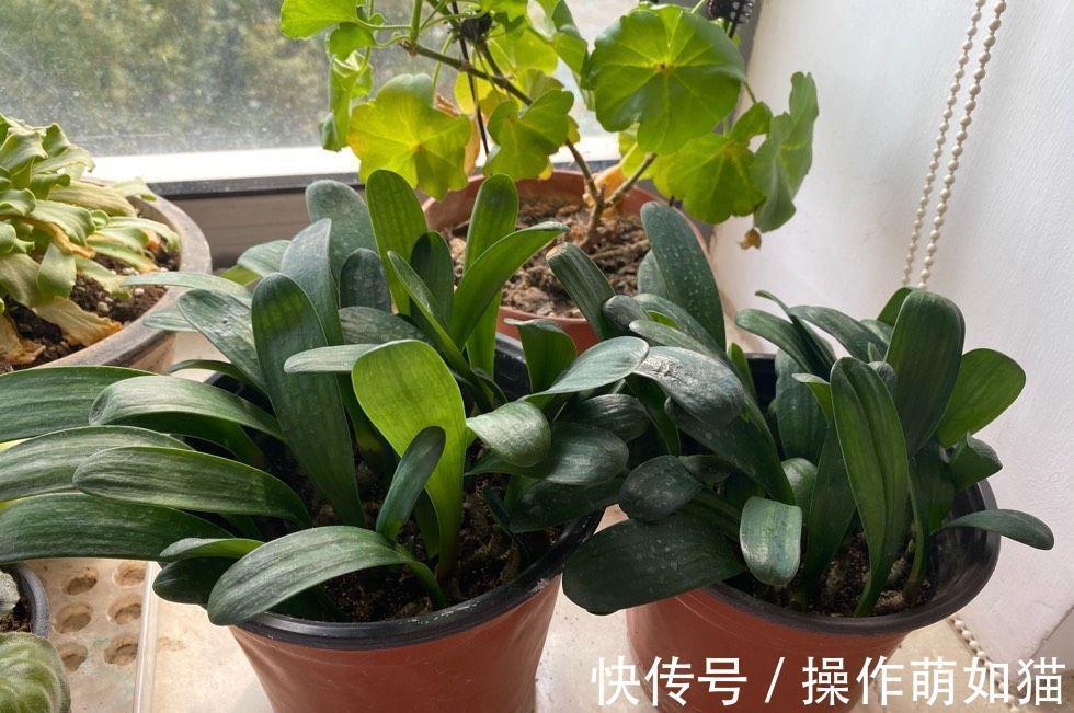 养君子兰,用2个方法,让它的叶片更油绿完美、开出惊艳的花球