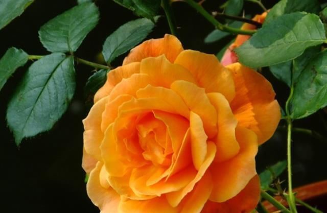 月季花|它,号称“花中皇后”,比牡丹好养,比玫瑰更香,一年四季都开花