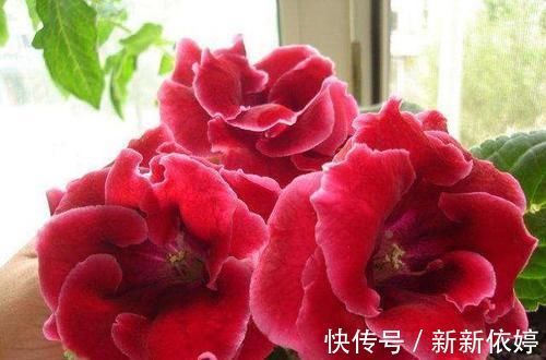 大岩桐|5种“阴暗花”，藏在角落里，年年自行繁殖，也能开成“仙花树”