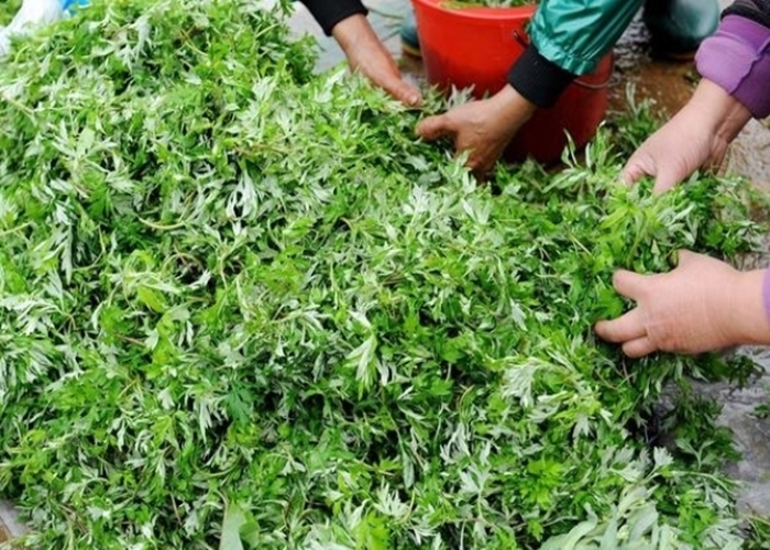 艾蒿叶|外洗能治湿疹,入药能杀菌抗癌,名副其实的草药,不会用太可惜!