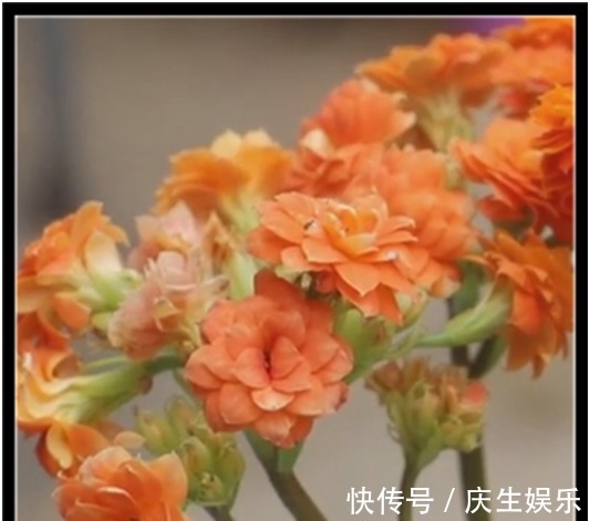 爆盆|长寿花只长叶不开花,教你两招,迅速开花爆盆