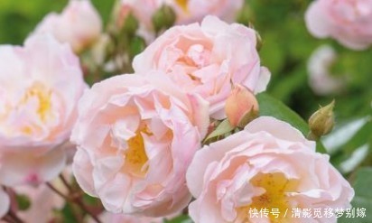 新手养花,不如养盆花中精品“莱克夫人”,粉红鲜嫩,清新脱俗