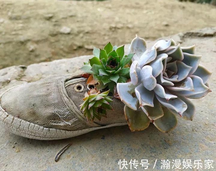 老少皆宜|农村爷爷养多肉，破缸、破鞋里都塞满，照样养的肥嘟嘟！