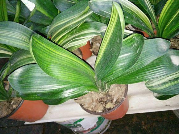 君子兰不开花此2种“废料”丢盆里，花苞不断冒，开花100天