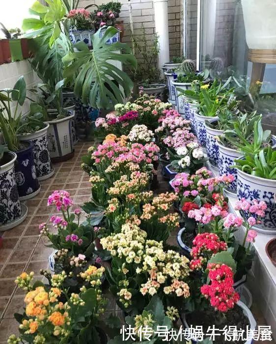 烂根|长寿花养不好?5个难题解决掉,养一盆爆一盆,不黑不烂,花更棒