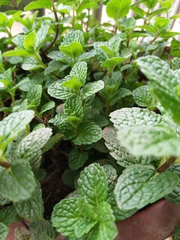 太阳花枝条|只用叶子也能扦插,这花把叶子剁5段,插到土里就能长成5盆花