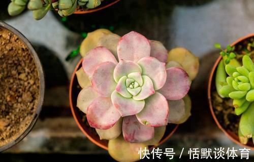 危险期|立秋后，6种花进入“危险期”，当心“黑腐”找上门
